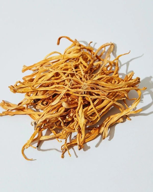 Cordyceps