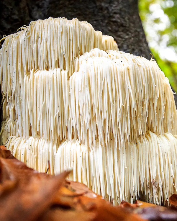 Lions Mane